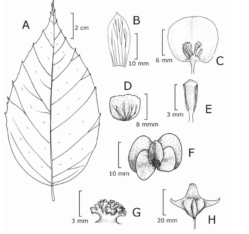 B. silverstonii